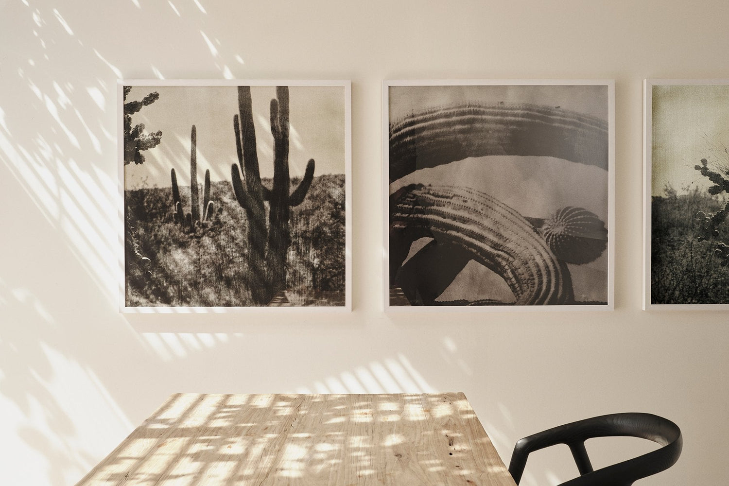 Cacti Series - Arizona