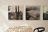 Cacti Series - Arizona